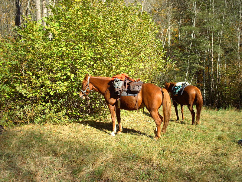 Découverte des alpages du sud-Isère à cheval