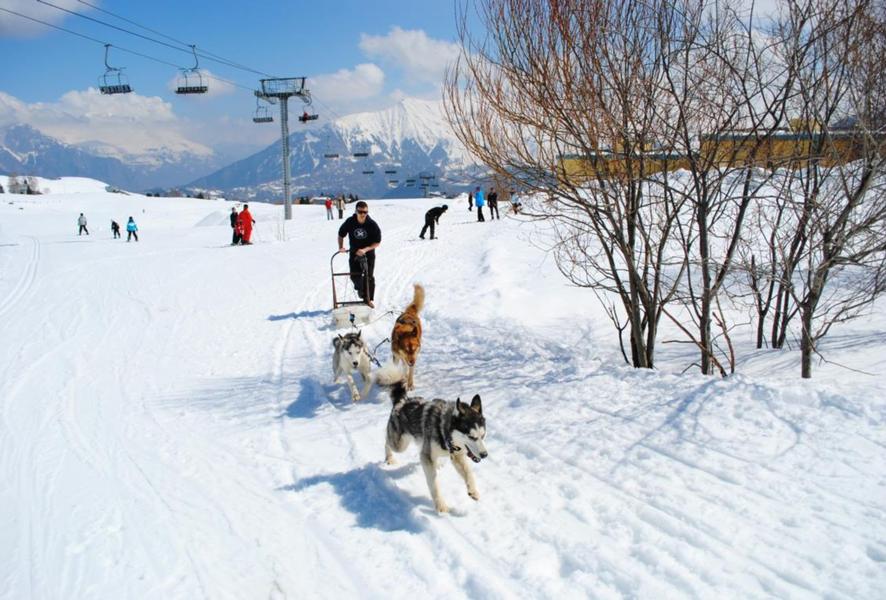 Chien de traîneau