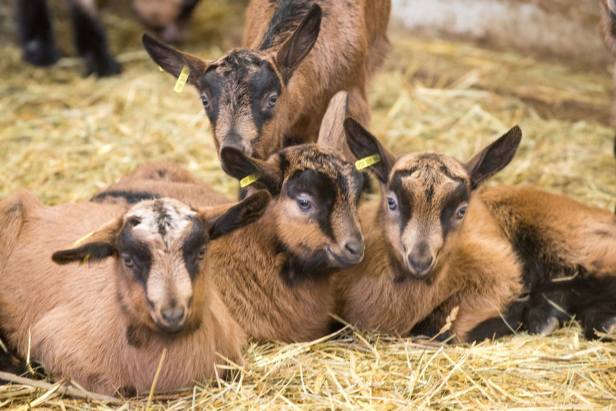 Le Clos aux chèvres