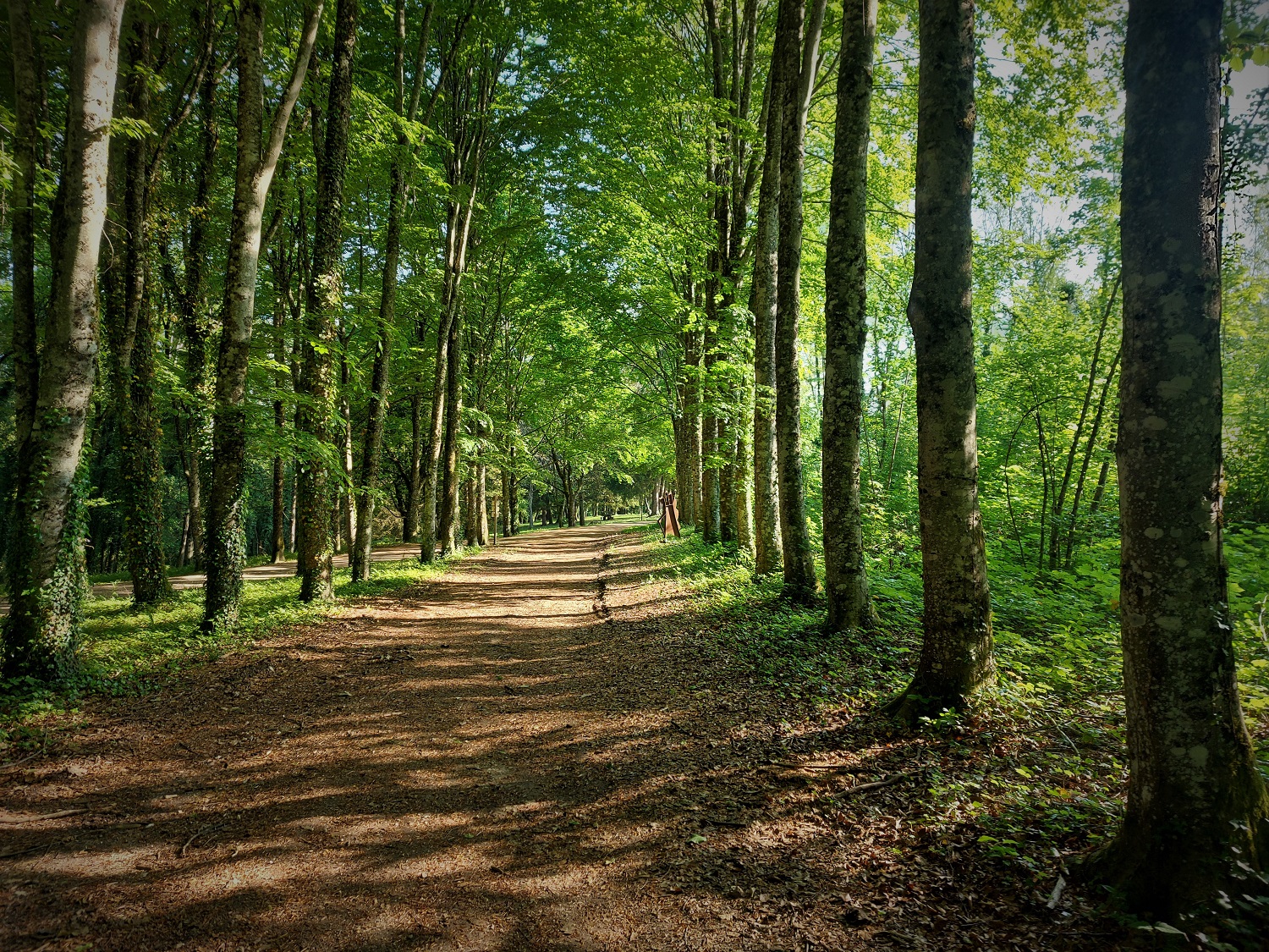 Forêt de Rothonne 2022 ©M (86)