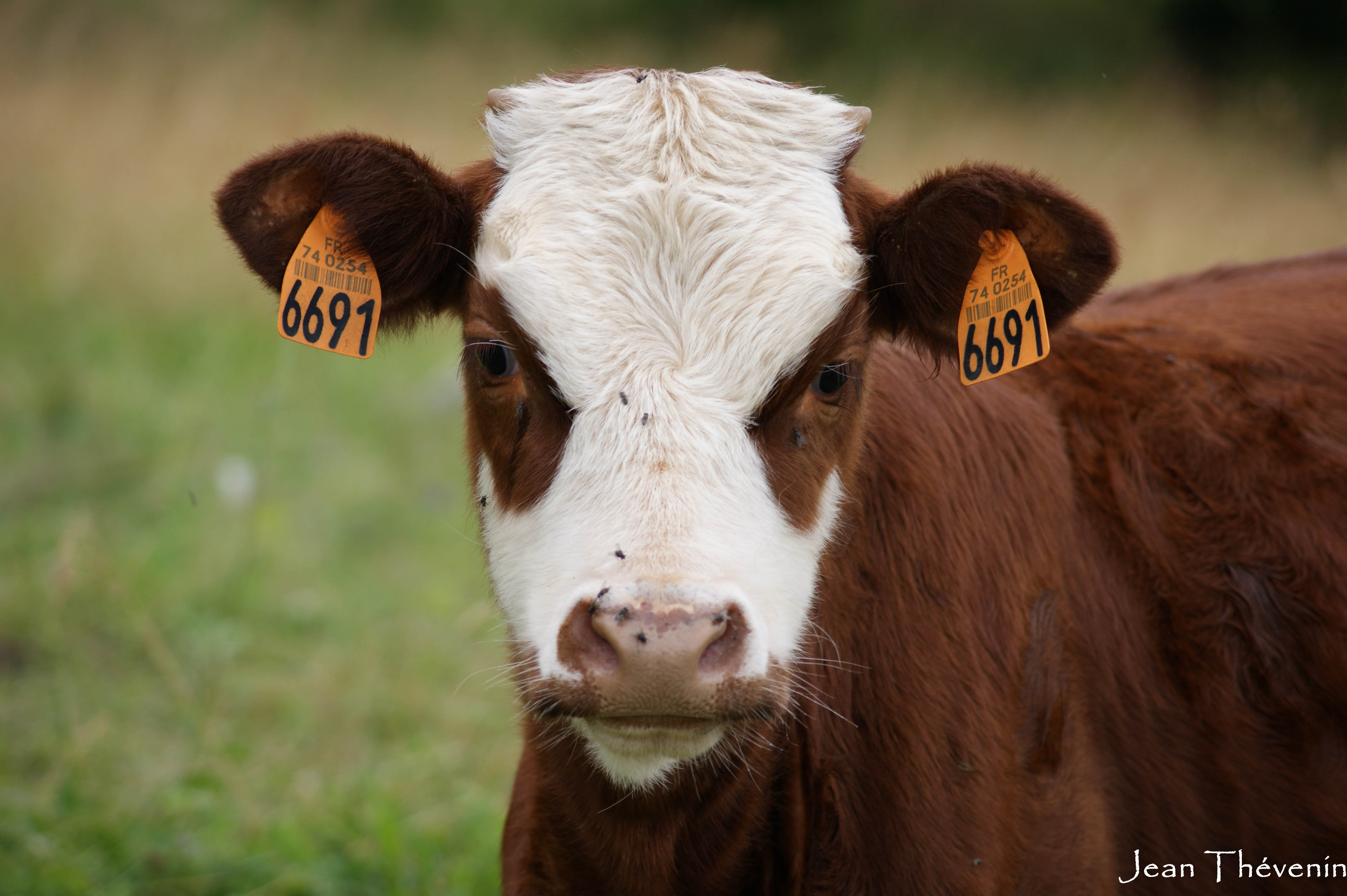 Des vaches & des Hommes