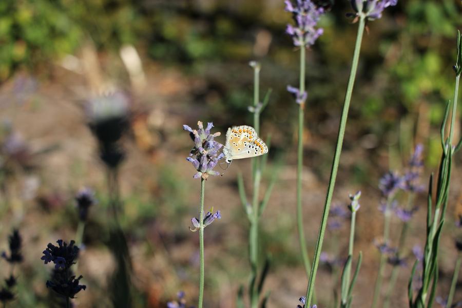 Semaine de l'Estive - Visite de jardins et dégustation