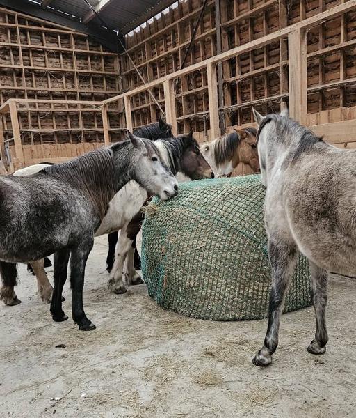 Balade en main à poneys_Margerie-Chantagret