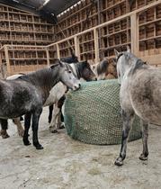 Balade en main à poneys_Margerie-Chantagret