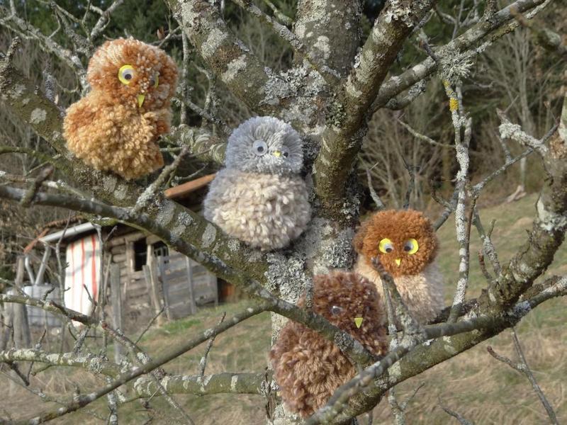 Chouettes très rares!Gîte d\'enfants \