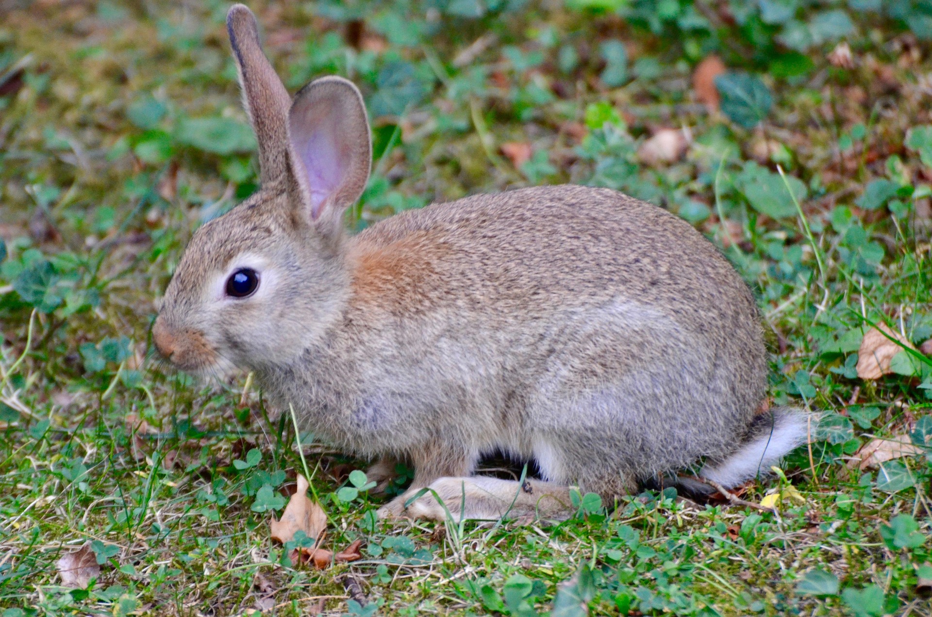 Promenade familiale : Parcours des lapins_Lalouvesc