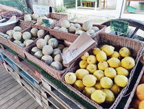 La Ferme des Grenouilles - Villeneuve-Loubet
