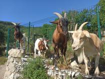 Jules, Vaiana, Maoui, Leetche