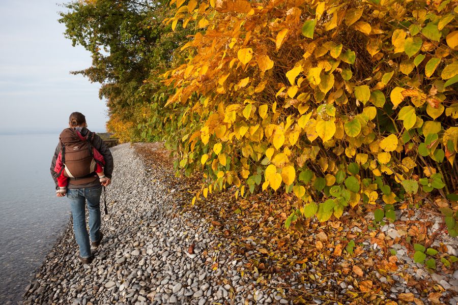 Sentier de la Pinede