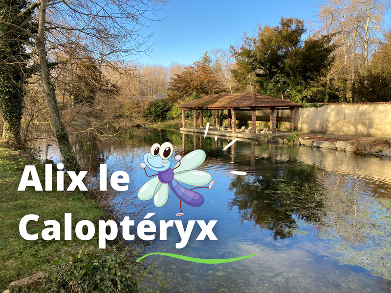 Jeu interactif Alix le Caloptéryx- Manthes