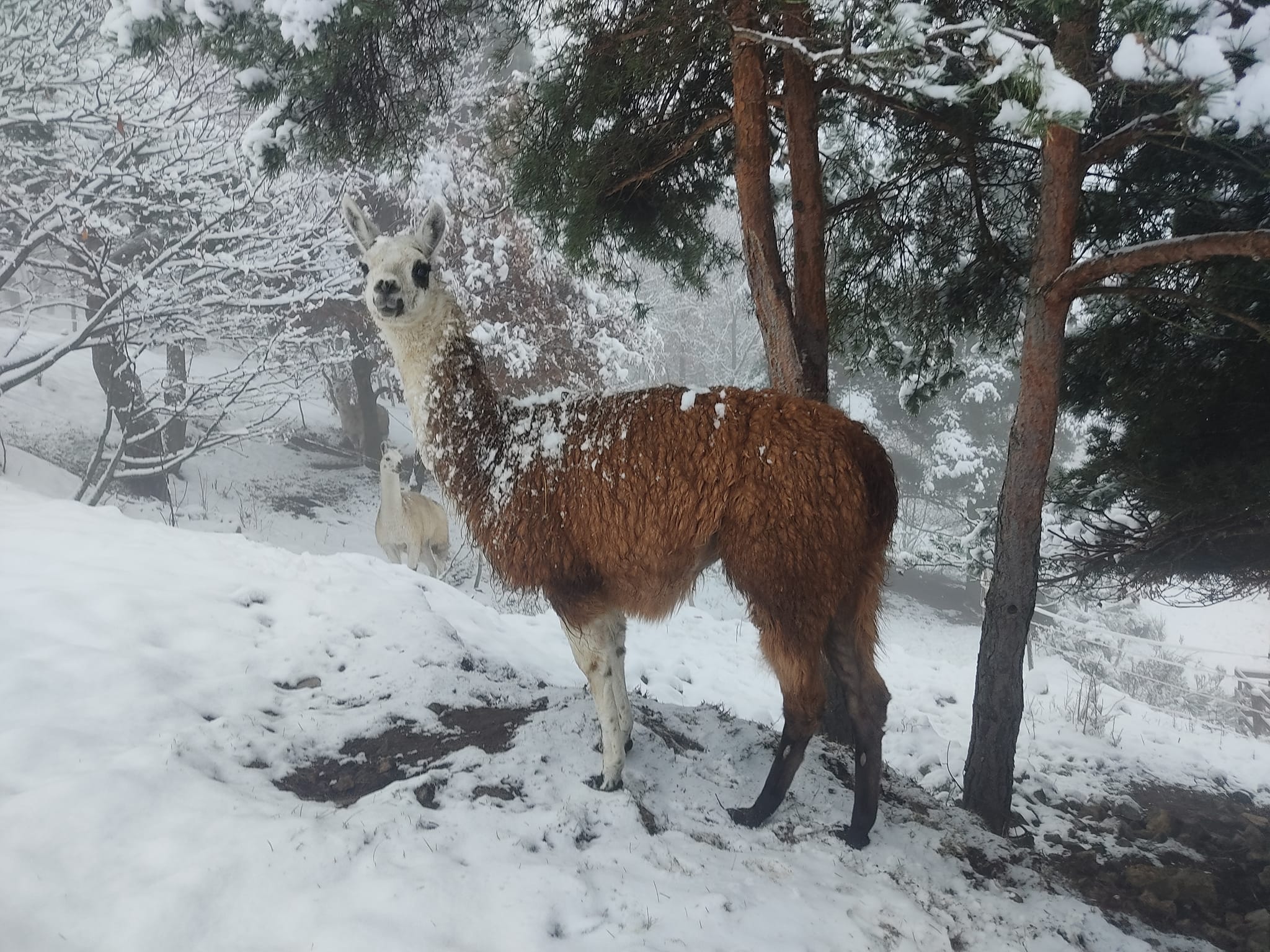 Lama'gie de Noël