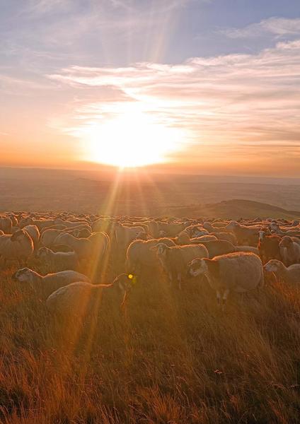 Balade contemplative au coucher de soleil, randonnée accompagnée