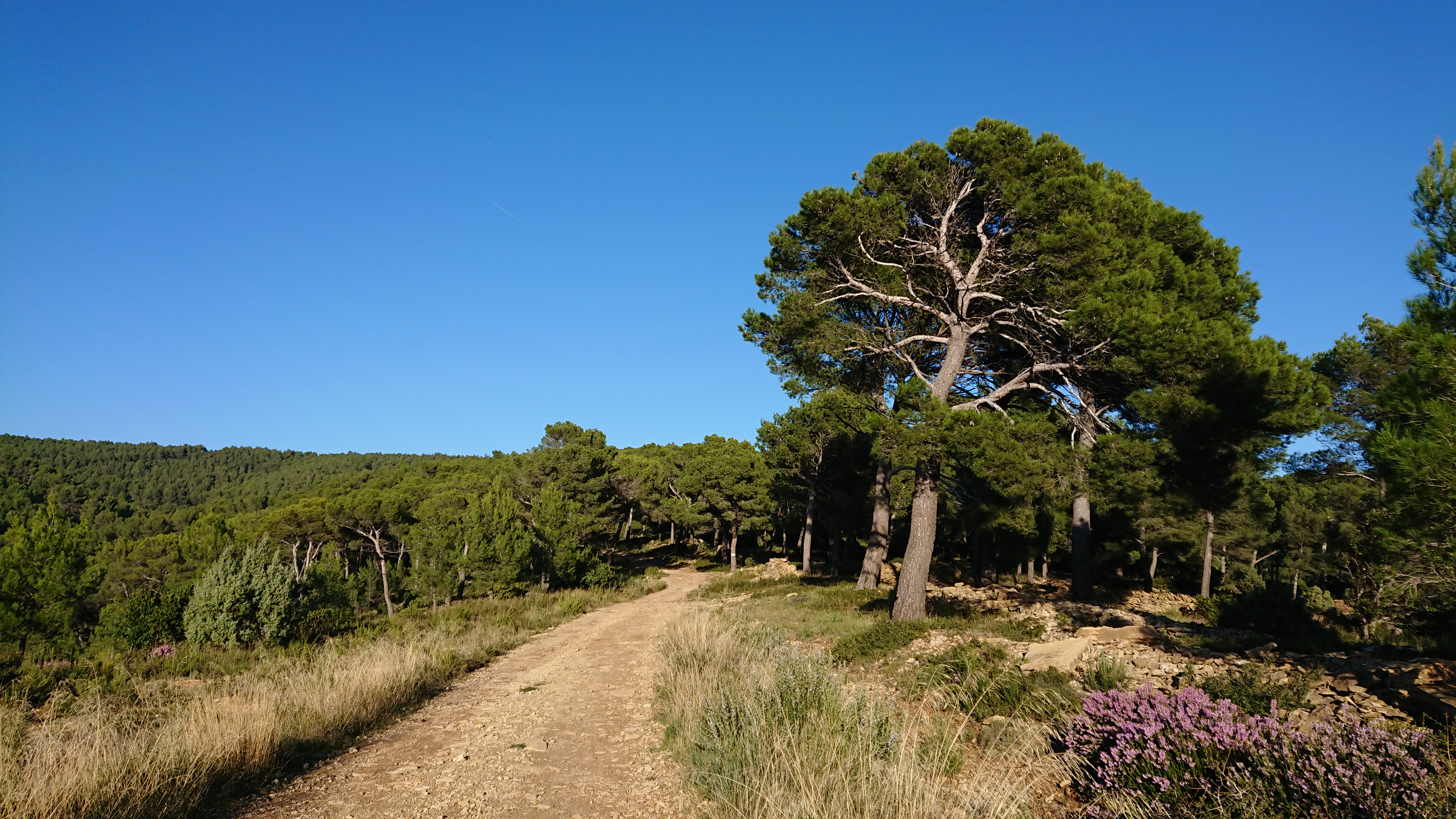 Forêt de Fontblanche, Ceyreste - photo 4