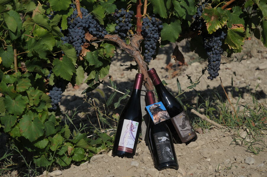 les vins rouges du domaine