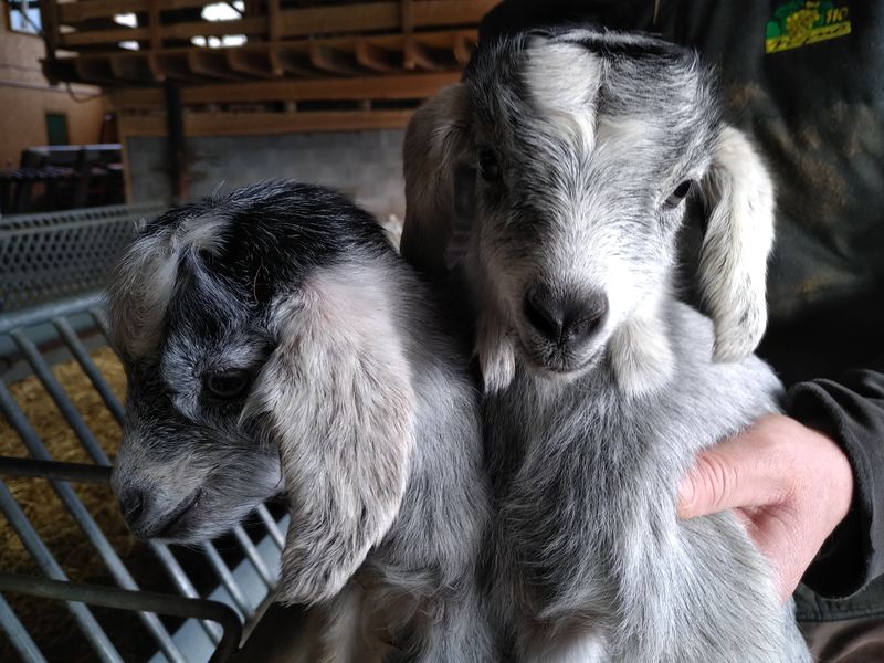 Bergerie Au Rythme du troupeau