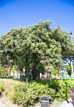Caroubier arbre