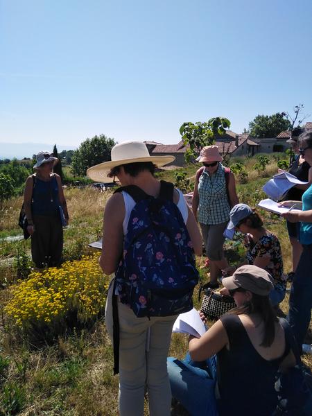 Balade botanique et atelier avec La magie des plantes_Tournon-sur-Rhône