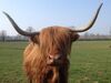 Domaine de la Ganne vache Highland Ⓒ Domaine de la Ganne