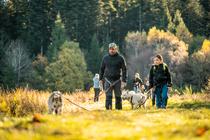 Hiver 2025/2026 - Bougez dans le Pilat - Cani-randonnée (à partir de 8 ans) - Saint-Régis-du-Coin_Saint-Régis-du-Coin