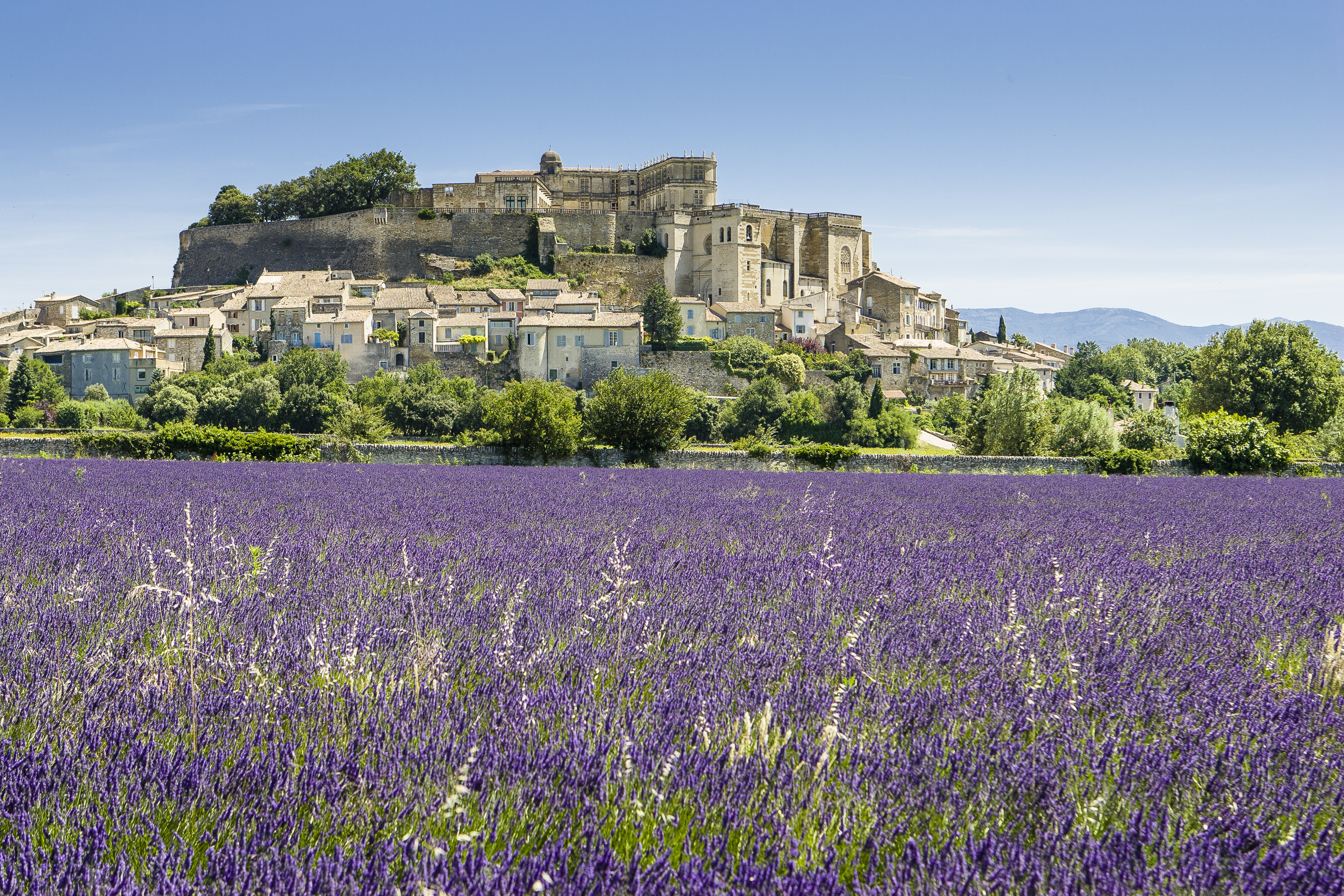 Lavande_Grignan 02