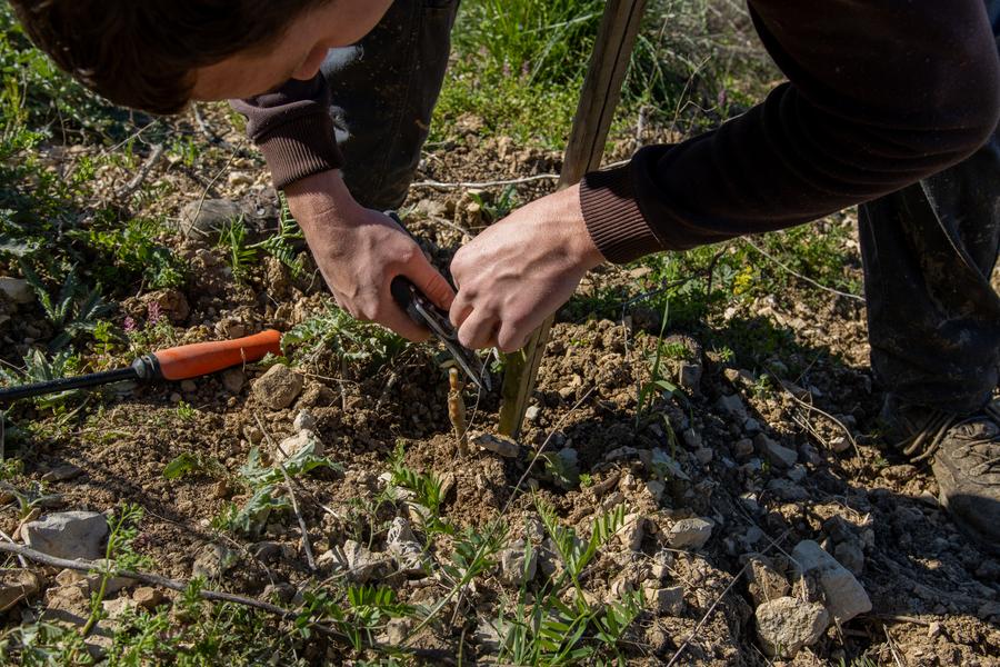 Les sens de la vigne