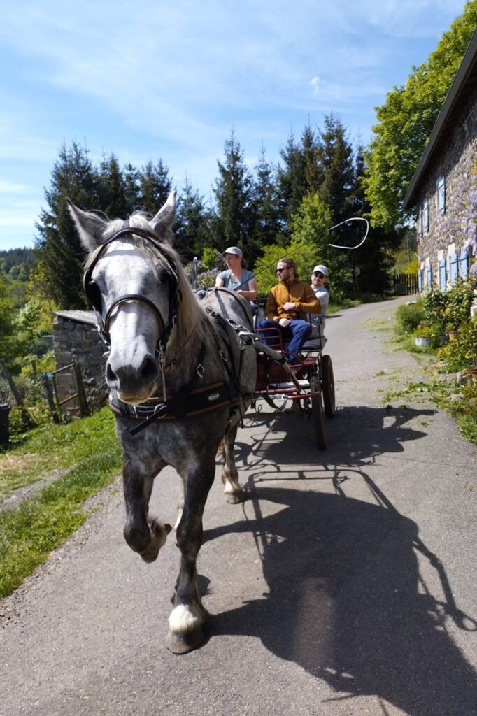 Balade en calèche