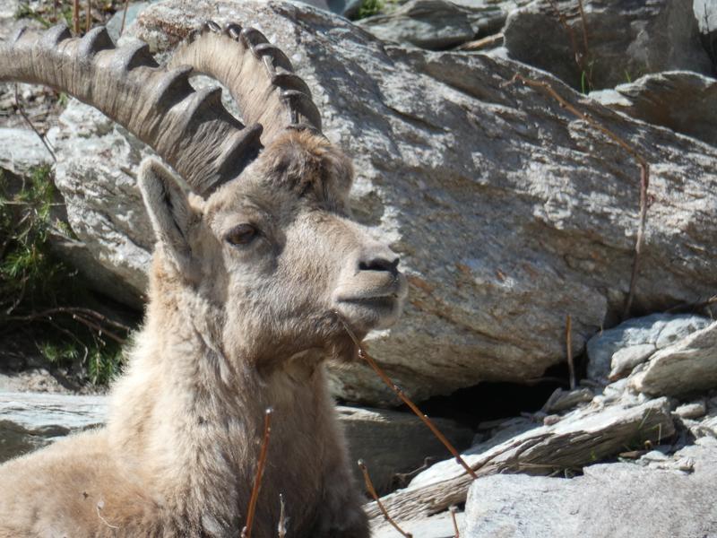Découverte de la faune sauvage_La Norma