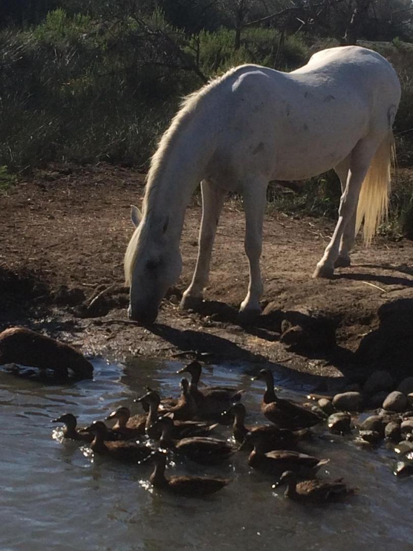 Le Mas Farola - photo 4