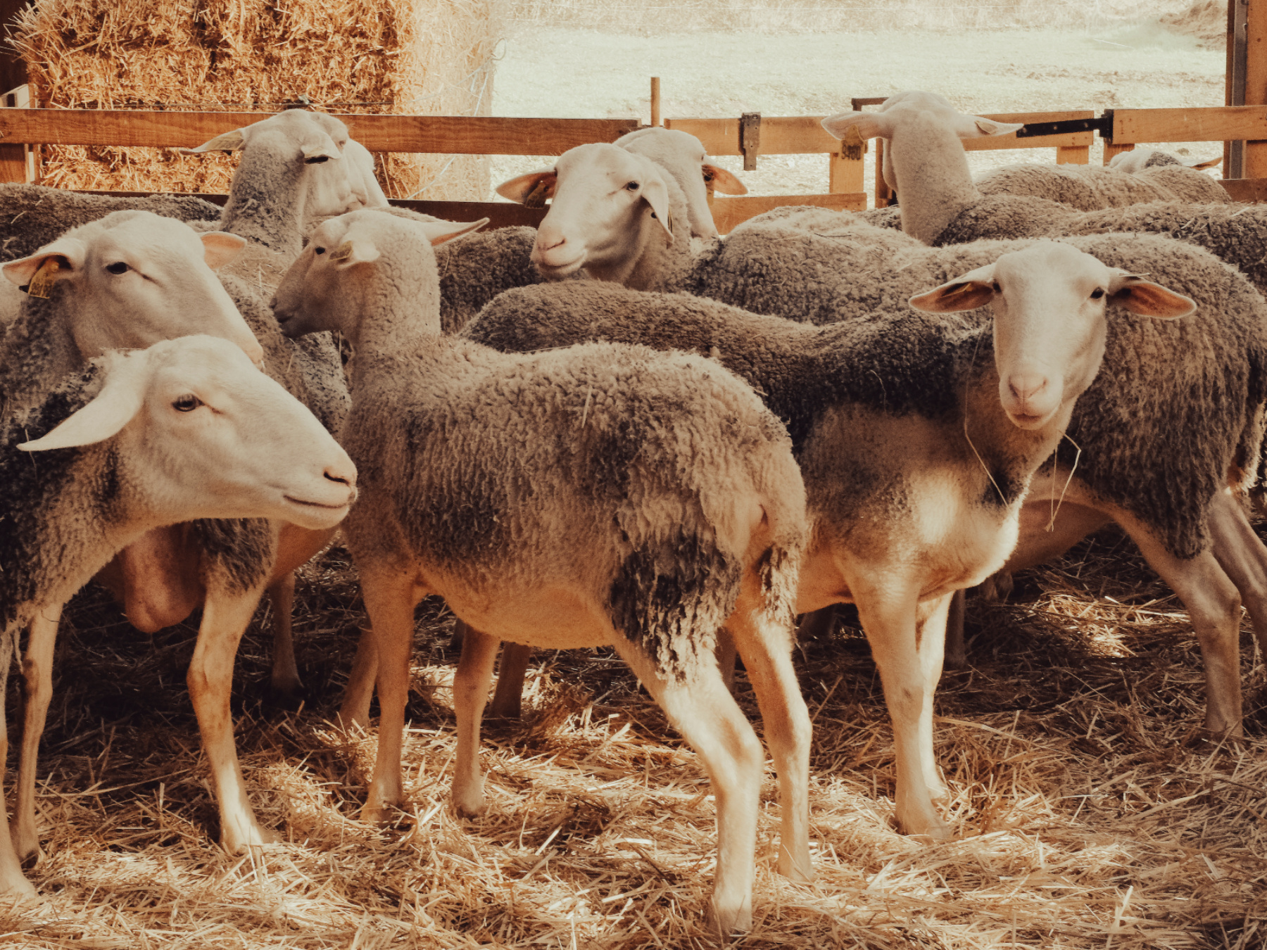 Visite gourmande à la bergerie