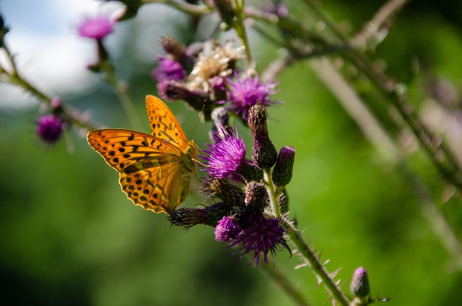 Parc national de la Vanoise_Val-Cenis