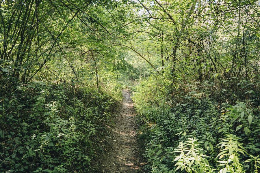 Réserve naturelle de l'Ile de la Platière_Le Péage-de-Roussillon