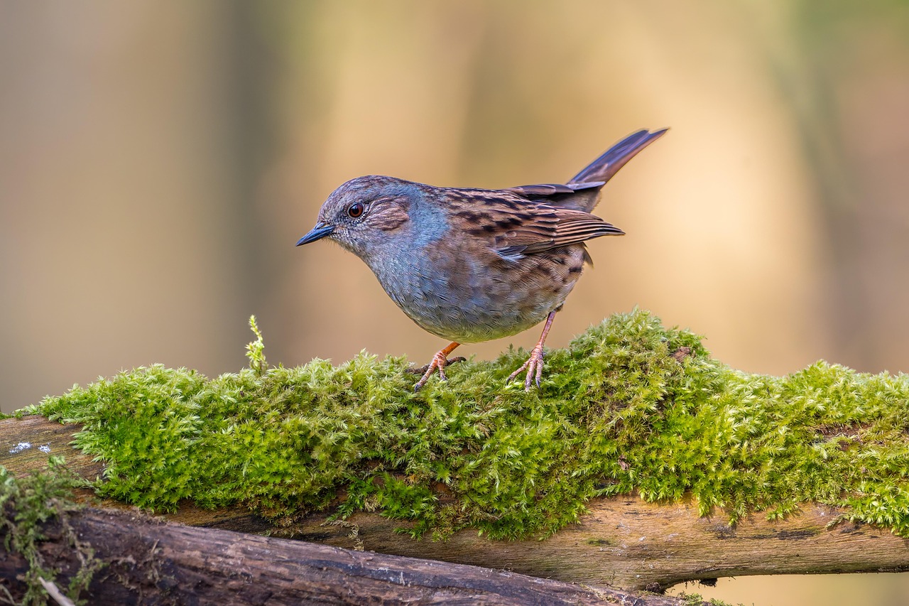 Workshop : “Garden Birds” – Pont de Gau Bird Park