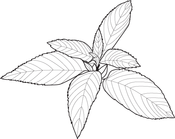 Illustration Menthe Poivrée