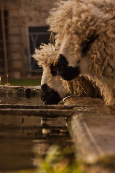 Ferme pédagogique - Les poneys de la Durme