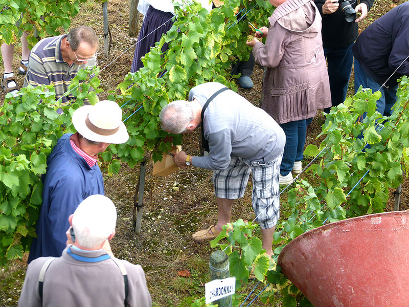 Fête des Vendanges