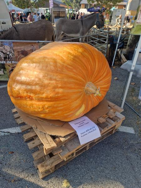 Foire Agricole