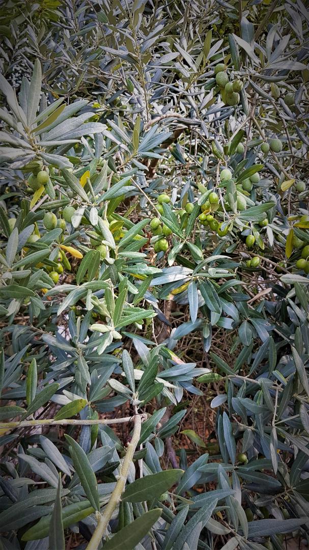 Villa Romarin, La Destrousse - photo 7