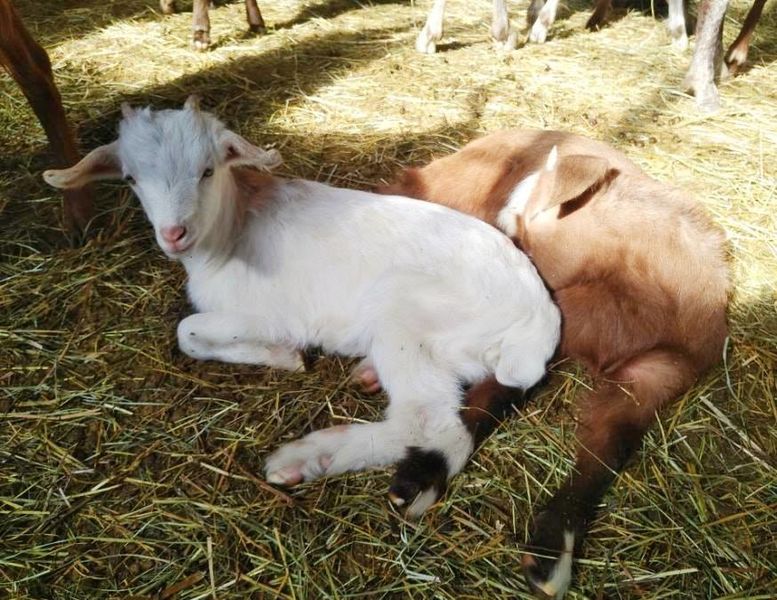 Bergerie Au Rythme du troupeau