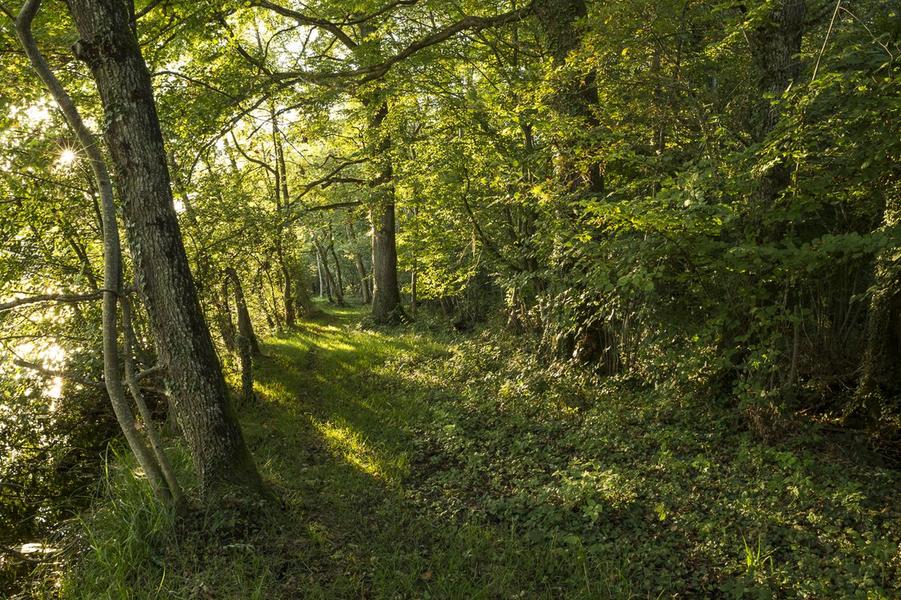Plantes sauvages comestibles - initiation