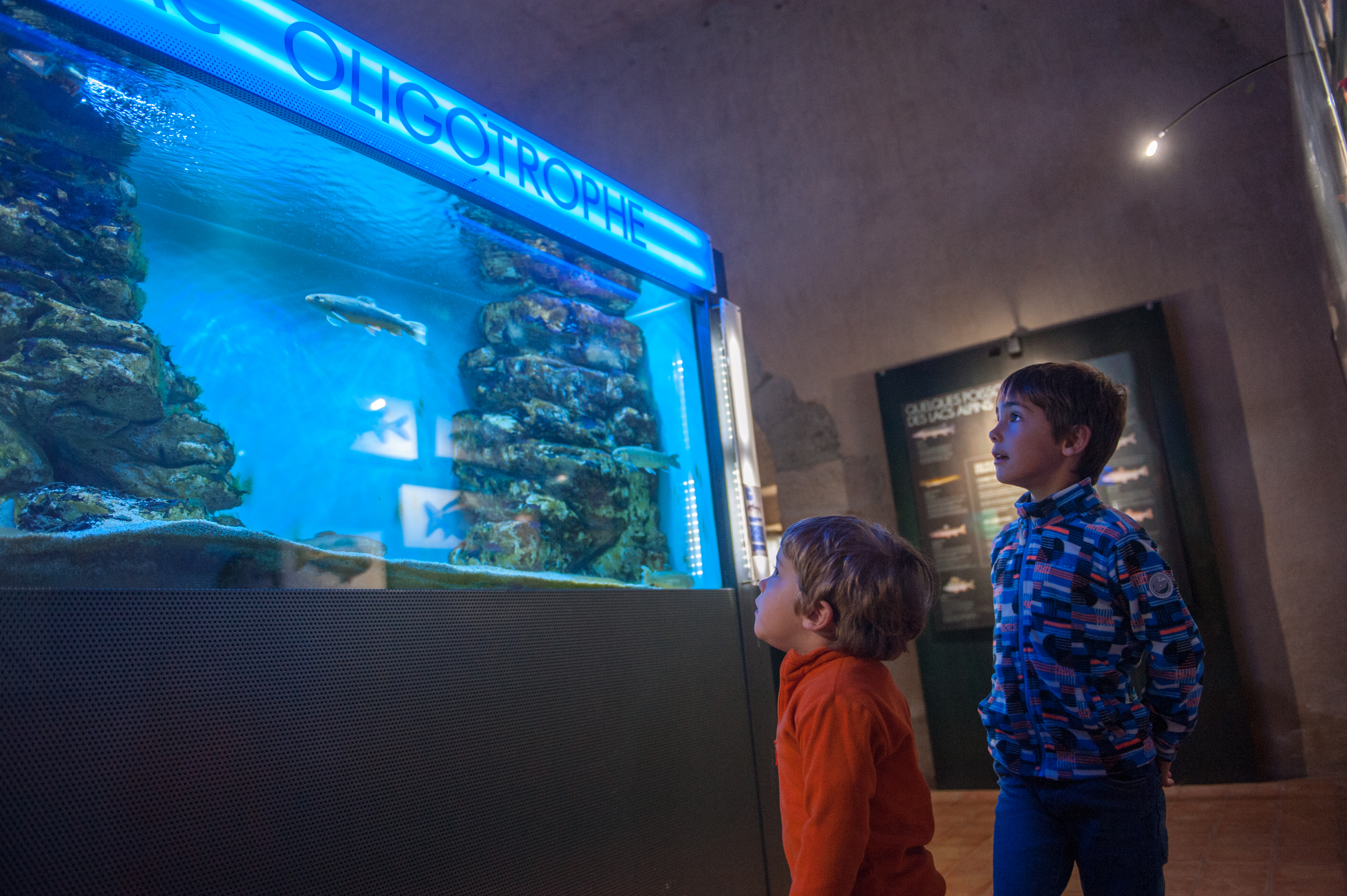 Enfants devant un aquarium au musée