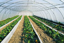 La Ferme des Grenouilles - Villeneuve-Loubet