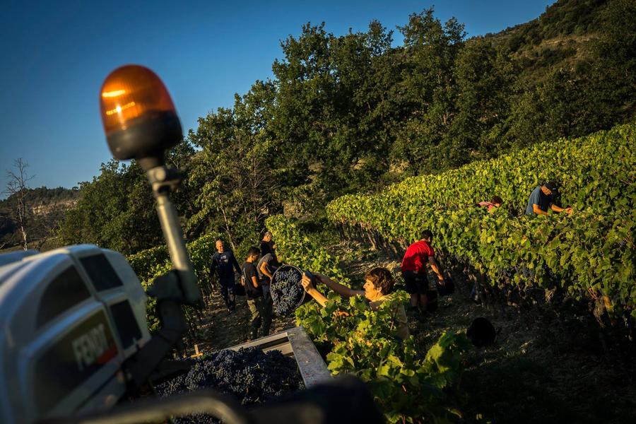 Aventure vigneronne au Mas d’Intras : Jeu, nature et dégustation_Valvignères