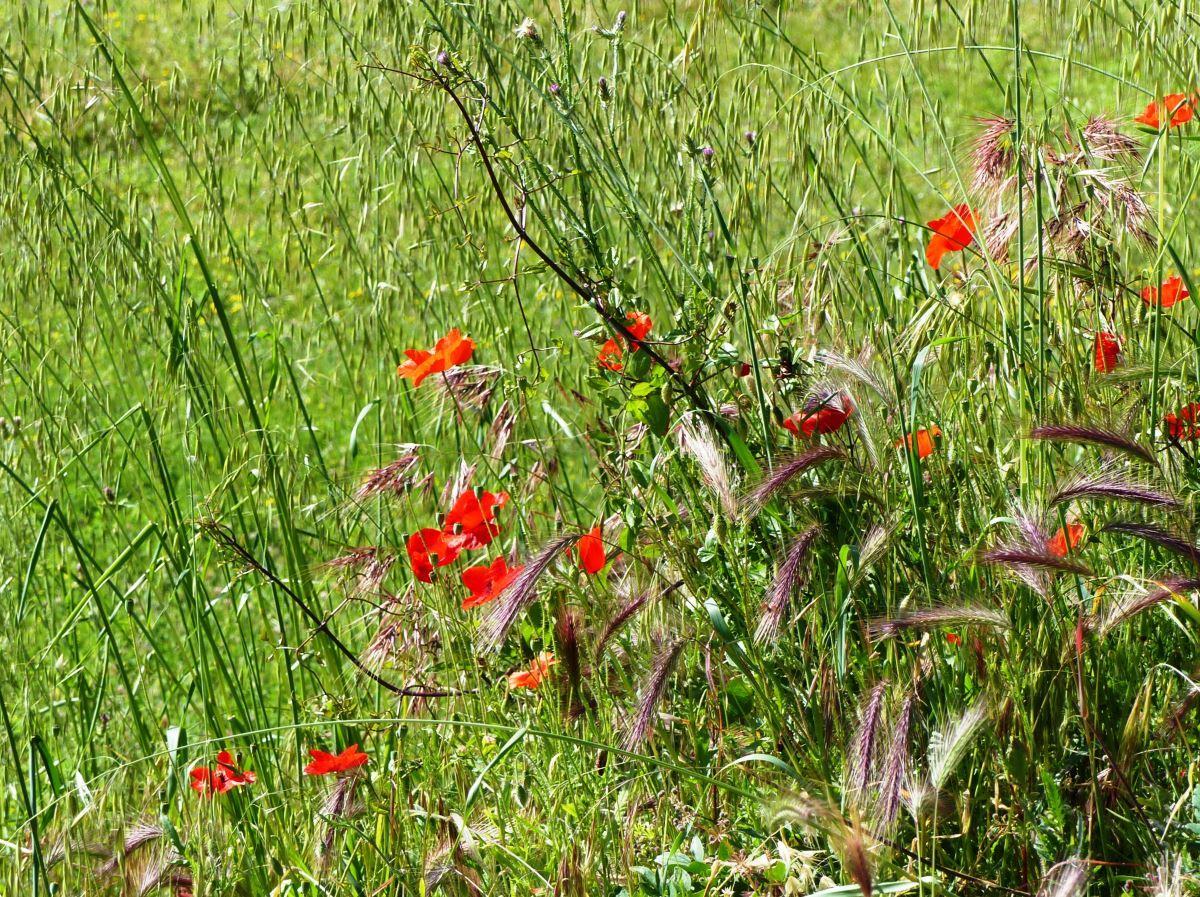 Coquelicot, Cadolive - photo 14