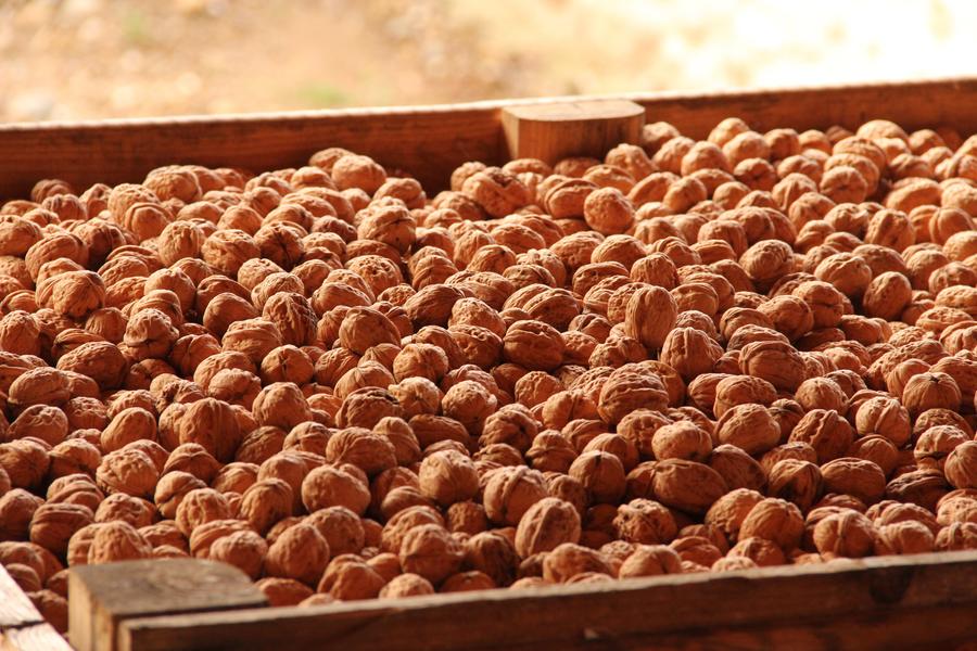 Noix de Grenoble AOP bio