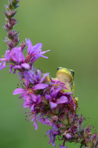 Espace Naturel Sensible des Mares de Craquenot