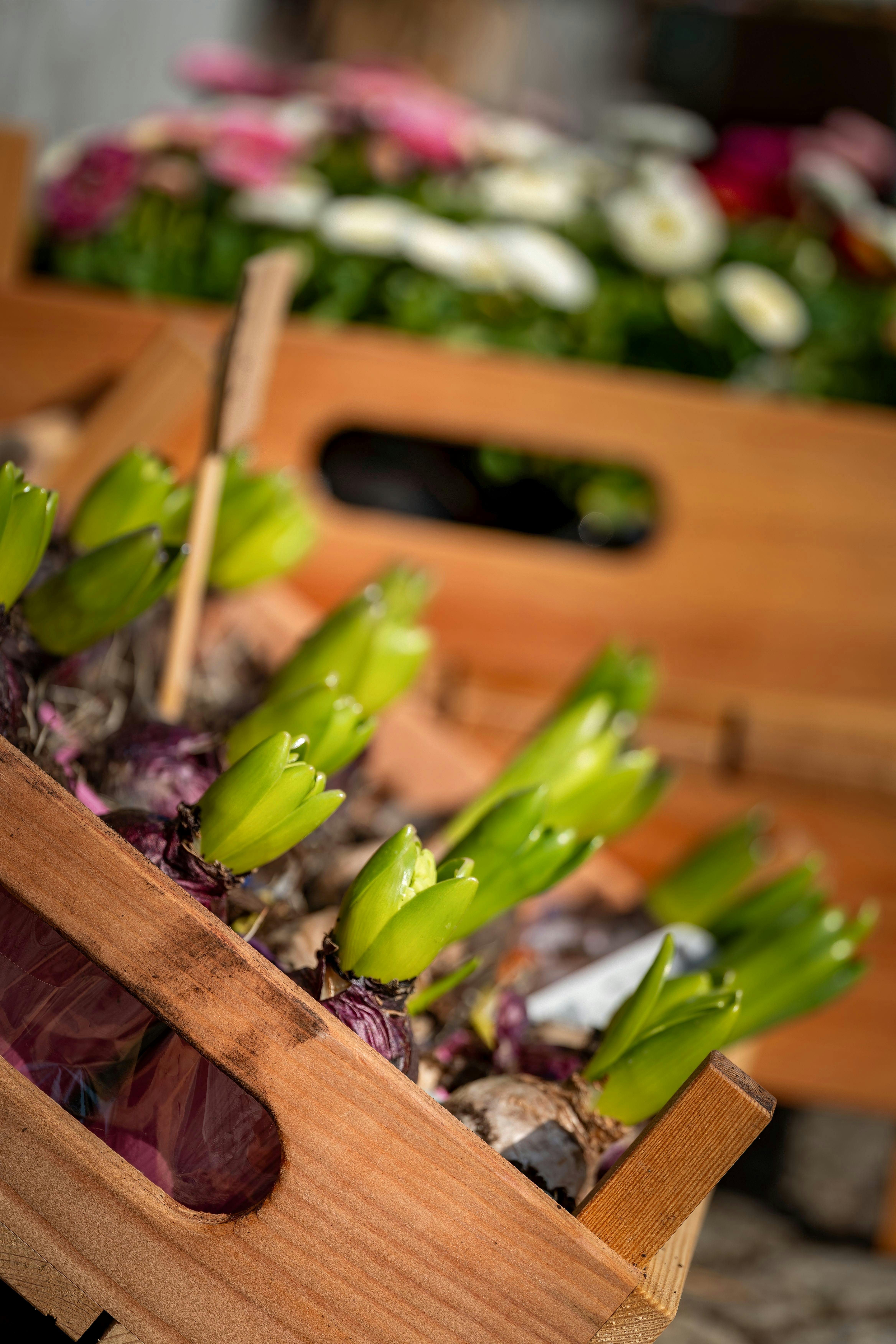 Vente de bulbes et de fleurs
