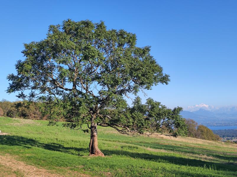 Le Mont Mourex_Grilly