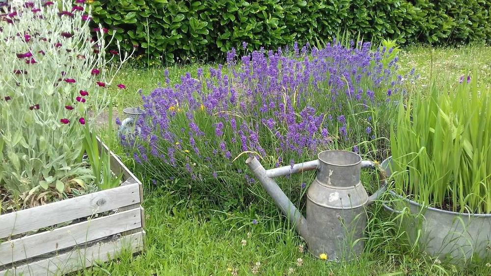 Gîte / Maison de Vacances \'La Maison d\'Ida\' à Meaux la Montagne (Rhône, Beaujolais Vert, proximité du Lac des Sapins) : jardin fleuri.