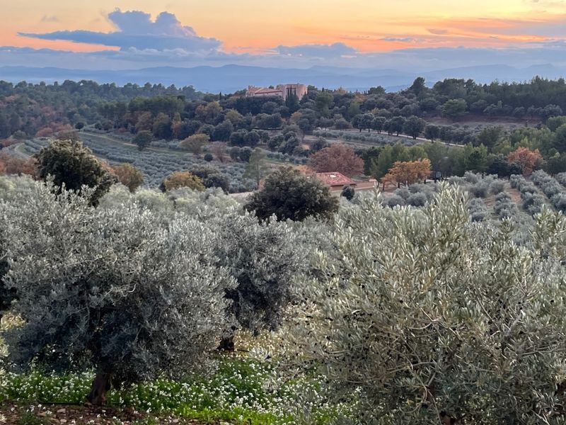 Oliveraie de Taurenne