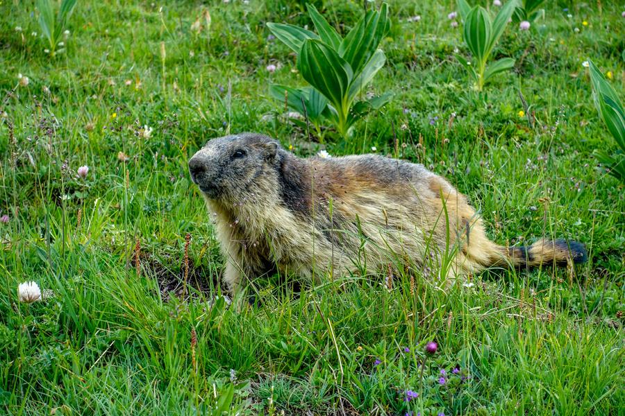 Marmottes Vallon de Champagny
